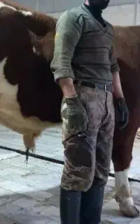 قربانی و ذبح نذریات گوساله و گوسفند