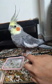 عروس هلندی
