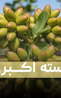 فروش نهال پسته+ نهال میوه سالم ،محصول تضمینی