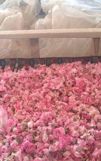 تور کاشانگردی  ایرانگردی گیلانگردی و طبیعتگردمجرب