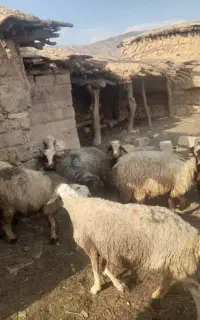 گله داشتی