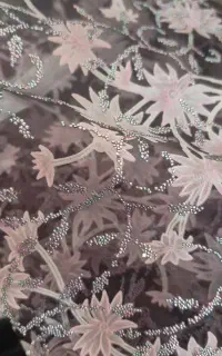یک قواره پارچه مجلسی