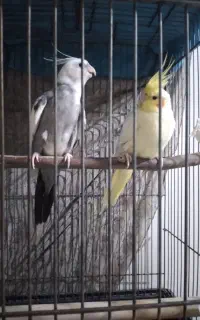 جفت مولدعروس هلندی سخنگو