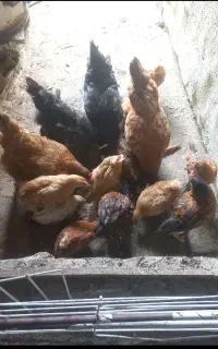 ده عدد جوجه چهار عدد مرغ تخم گذار سالم سالم