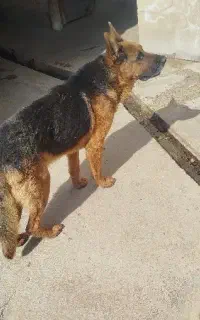 سگ ژرمن شپرد