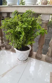 سانسوریا بزرگ