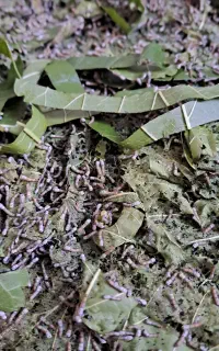 تخم کرم ابریشم ۱۵۰۰ عددی