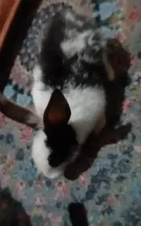 خرگوش