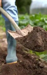 نیازمند باغبان