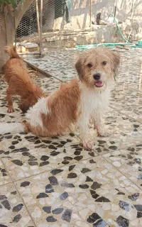سگ پاکوتاه