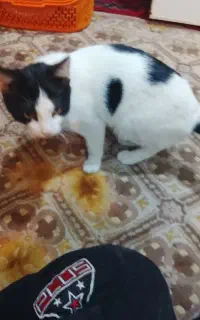 گربه خونگی خوشگل وفهمیده
