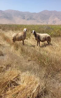 میش داشتی