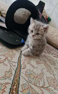 گربه ۳ماهه اسکاتیش