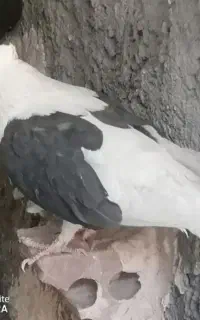 چند گونی کود کبوتر و مرغ
