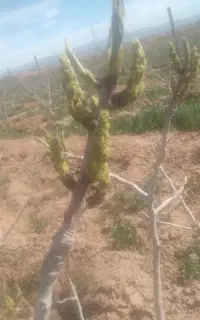 پیوند زنی درختان پسته به صورت حرفه ای وتضمینی