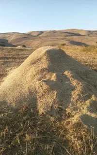 کاه خرمن کوب