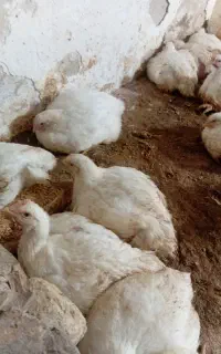 مرغ گوشتی