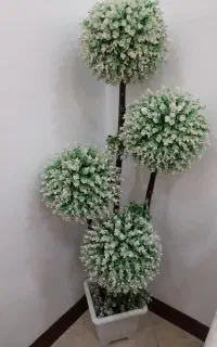 درختچه شمشاد