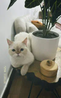 جفت گربه