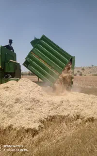 کاه سفید کاه گندم ،کاه کازرون