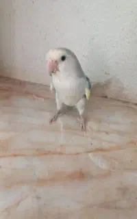 گمشده