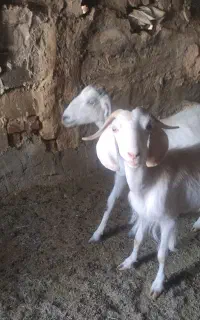 بز جوان دورگه