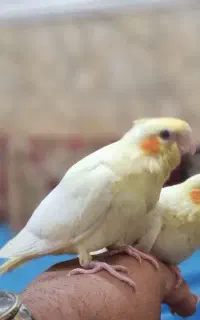 جوجه عروس هلندی سرلاکی