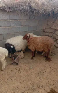کارگر دامداری