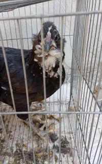 مرغ گلین فول