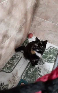 گربه ماده دو رگه