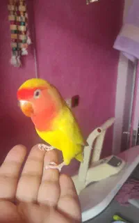 فروش طوطی برزیلی وعروس هلندی