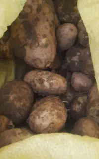 سیب زمینی سانتا ۵۰ هزار