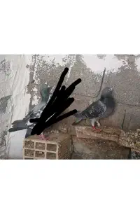 کبوتر