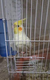 عروس هلندی