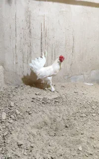 خروس سفید