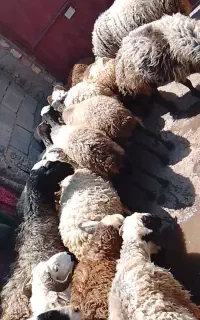 ۷میش شال دوقلو زا آبستن ۴بره نر