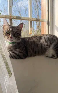 واگذاری گربه خونگی