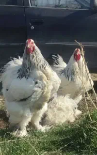 جوجه برهما درجه ۱