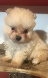 پامرانین یک سر خرسی سایز ریز ریز جنسیت نر