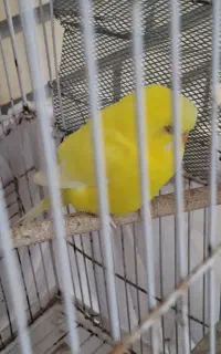 ۳ عدد مرغ عشق
