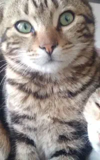 گربه