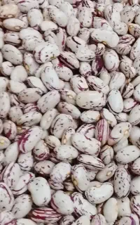 لوبیا چیتی
