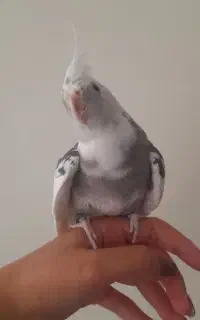 گمشده در محمودآبادنمونه