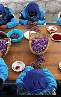 تعداد ۱۰۰نفر نیروی خانم جهت پاک کردن گل زعفران