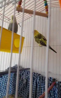 یک جفت مرغ عشق