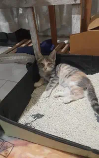 گربه گمشده