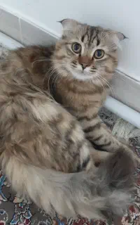 گربه پرشین جنسیت نر