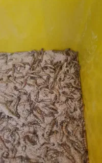 میلورم ، سوپرورم ، لارو مگس سرباز  خشک و زنده