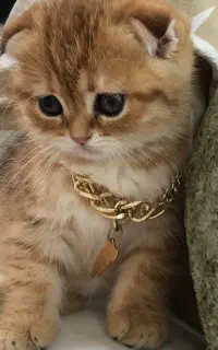 گربه اسکاتیش