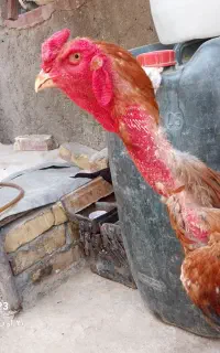 مرغ خروس پول لازم هستم